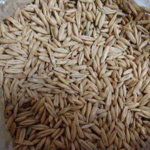 Barley Grain
