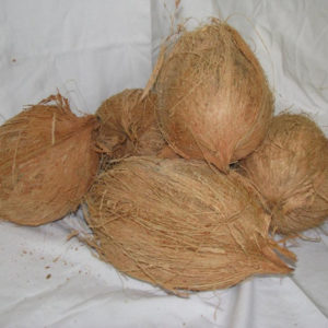 Coconut