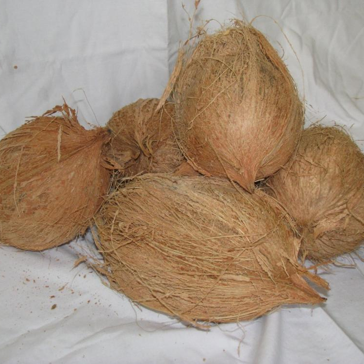 Coconut