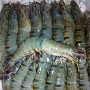Black Tiger & Vannamei Shrimp