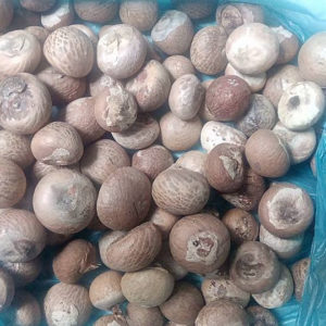Betel Nuts