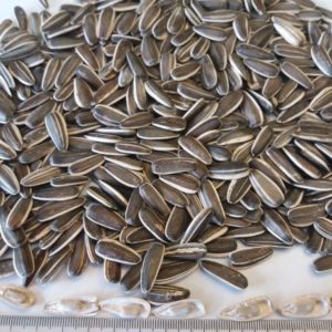 Sunflower Seeds
