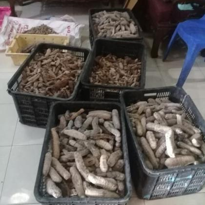 Dried Sea Cucumber - Image 2