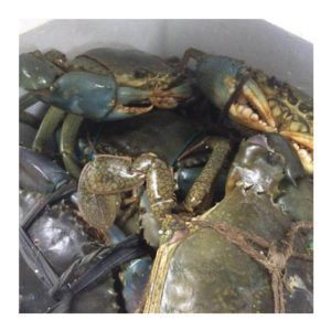 Live & Frozen Crabs