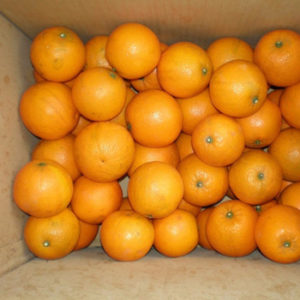 Fresh Oranges