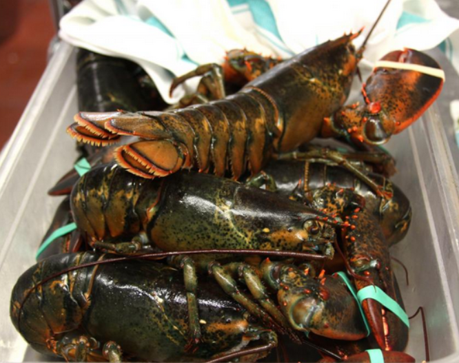 Lobster