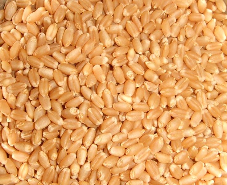 Wheat - Image 2