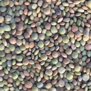 Lentils