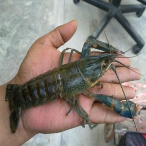 Crawfish / Crayfish