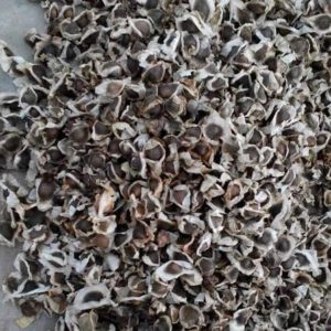 Moringa Oleifera Seeds