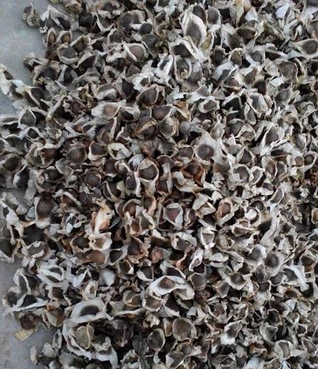 Moringa Oleifera Seeds