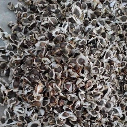 Moringa Oleifera Seeds - Image 2