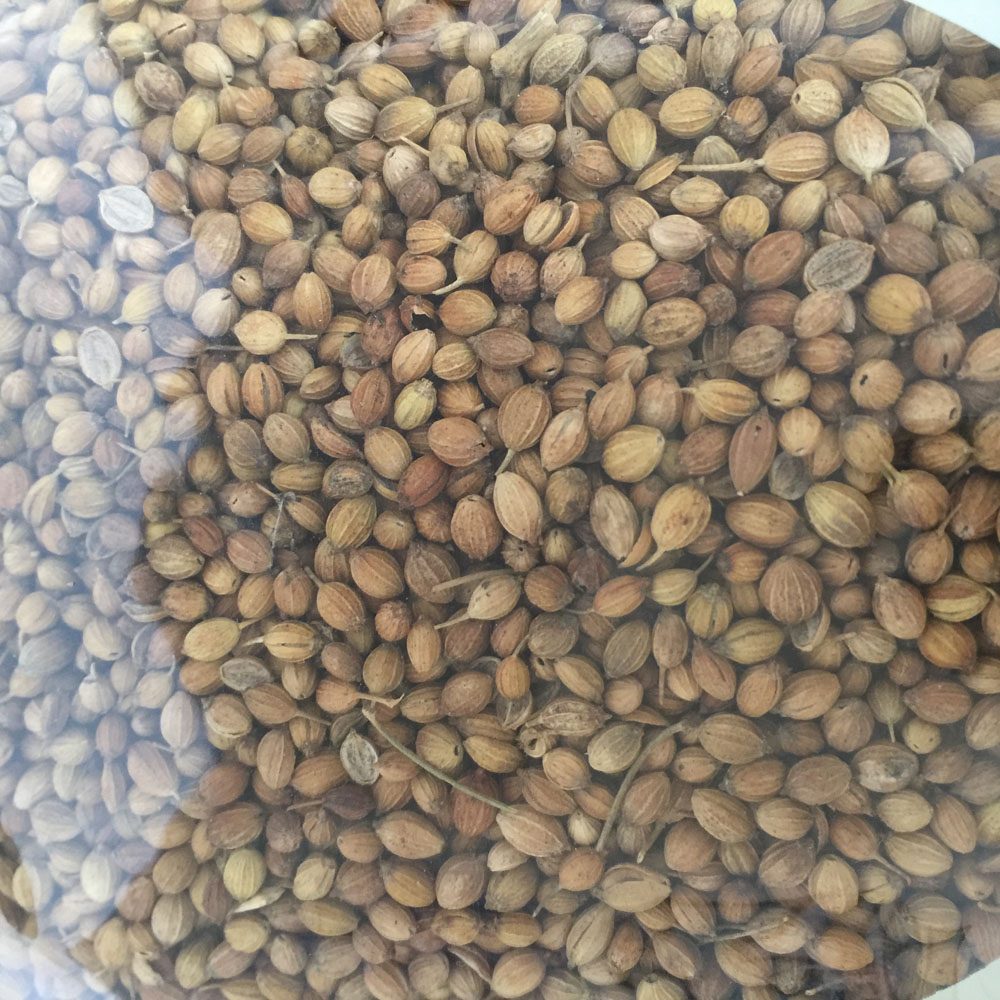 Coriander - Image 2