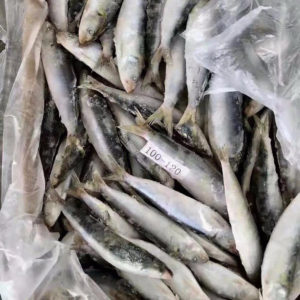 Frozen Sardine Fish