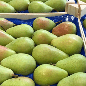 Fresh Pears